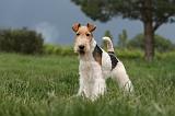 FOX TERRIER 680